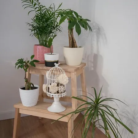 Apartment Solis